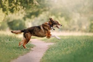 off leash dog with gps collar on