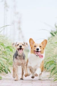 two dogs running towards camera