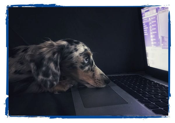 dog looking at laptop doing virtual learning
