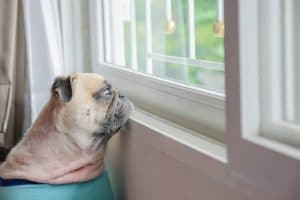 separation anxiety dog looking out window for owner to come back
