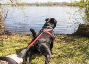 dog-with-reactivity-pulling-on-leash