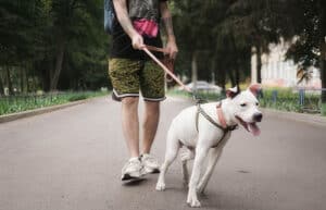reactive-dog-pulling-on-walk-when-triggered