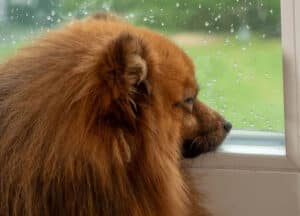 separation-anxiety-dog-looks-out-window