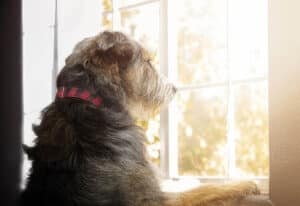 anxious-dog-with-separation-anxiety-looking-out-window