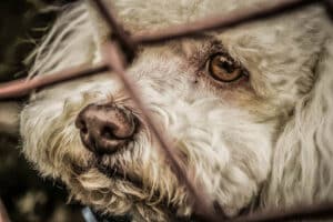 dog-behind-a-fence