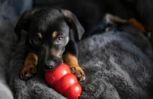 dog-eating-from-kong