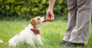 dog-getting-trained