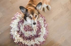 dog-mealtime-with-snuffle-mat