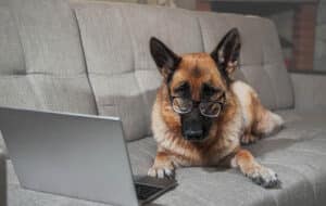 dog-online-training-advice