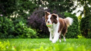 dog with ball recall training