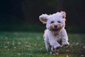 dog-running-in-a-yard