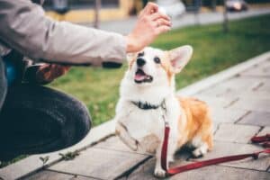 dog learning touch command