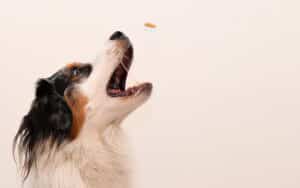 dog-training-rewards