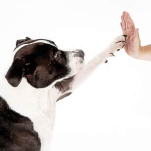 dog-touch-command
