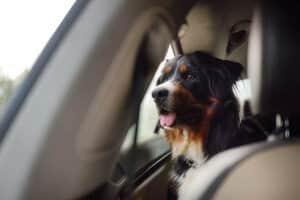 preparing-your-home-for-a-new-dog