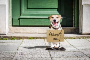 rescue-dog-adapt-me
