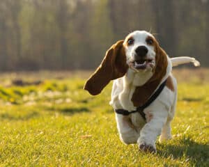 dog running back to owner