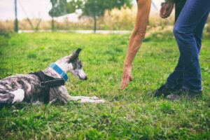 Dog trainer training a dog on the down command