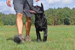 Dog trainer training a dog to heel